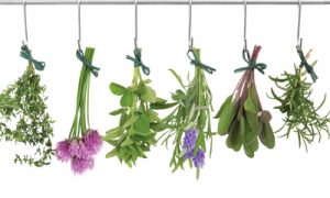 phytochemicals herbs in medicine